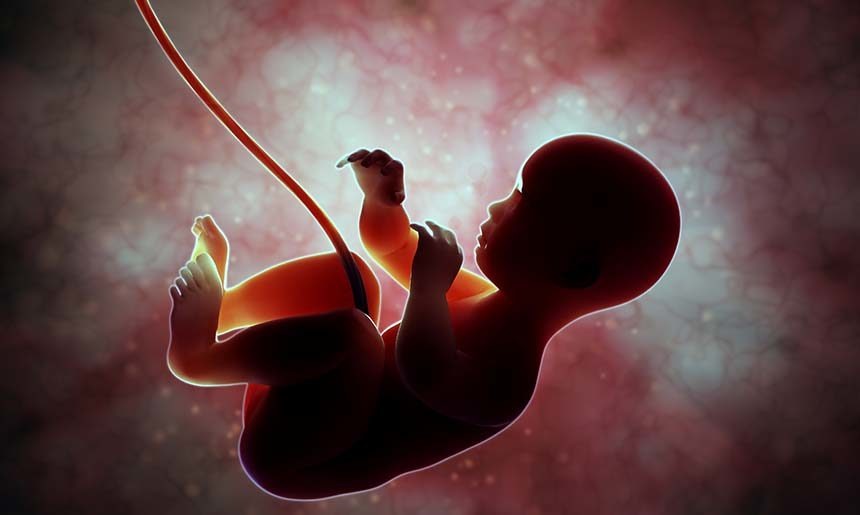 baby in utreus
