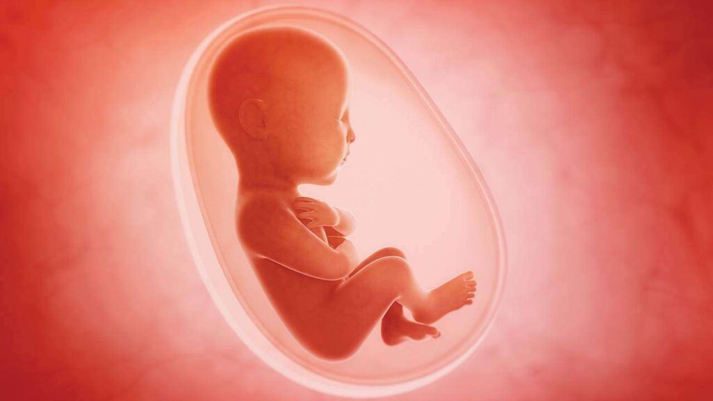 abortion child womb