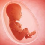 abortion child womb